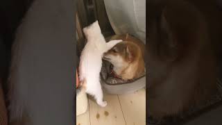 仲良い犬猫　#柴犬　#猫