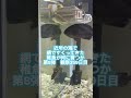 稚魚何に育つか成長記録 第8弾　359日目