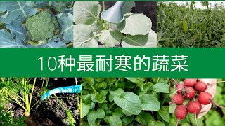 10种最耐寒的蔬菜,适合早春种植