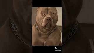 #pitbull#pitbulldog#trending#virelshort#virel#tittok#dogfight#video