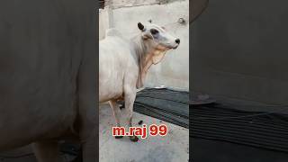 BIGGEST \u0026MOST BEAUTIFUL KANKREJ BACHI COW 2024 COLLECTION ROYAL CATTLE FARM #viralvideo#shorts