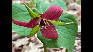 Native Plants of the Adirondacks | Peaceful Spring Trail Walk