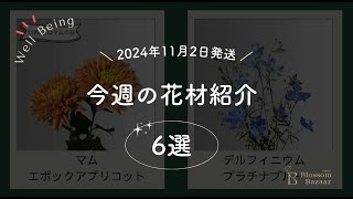 2024年11月2日（土）発送花定期便のお花たち