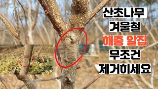 산초나무 병해충 겨울 꼭 해야 할일 - 꽃매미알집 제거 /국내유일 유기농 산초기름 생산하는 화전민산초 산초박