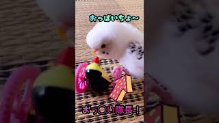 【おしゃべりインコ】シトちゃんのマシンガントークwww                #shorts #ハルクイン  #セキセイインコ