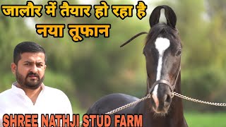 जालौर में तैयार हो रहा है एक और तूफान|SHREE NATHJI STUD FARM