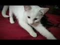 1 hour cutest cat purring by this baby kitten relaxation asmr for sleep