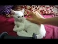 1 hour cutest cat purring by this baby kitten relaxation asmr for sleep