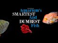 What's The Smartest Aquarium Fish? The Dumbest?