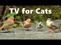 Cat TV Birds ~ Captivating Birds for Cats to Watch