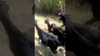 😂😂🐕🐕குடும்பமே நாய் நக்கியே சாவ போறிங்க 🐐🐐🐕😂#ytsorts#comedy#Dog##