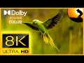 8K VIDEO ULTRA HD 120FPS SLOWMOTION | BREATHTAKING BIRDS SLOWMOTION WITH RELAXATION SOUNDS 4320P