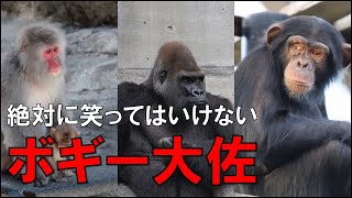 絶対に笑ってはいけないボギー大佐がウザすぎるwww【サルゴリラチンパンジー】