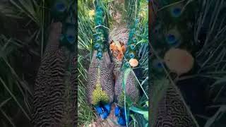 Peacock baby video #short #youtubeshorts #ytshort #peacock #video