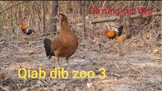 suab poj qiab qus xeev zoo. Tiếng gà rừng mái kiêu gọi trống , the sound of the jungle fowl