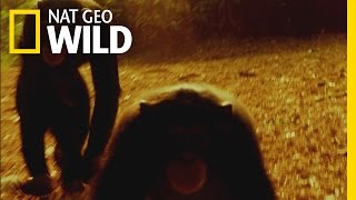 Chimp Escape | Ultimate Predator