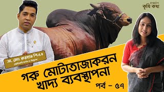 ইউরিয়া মোলাসেস ও ফার্মেন্টেড কর্ণ তৈরীর নিয়ম | গরু মোটাতাজাকরন খাদ্য ব্যবস্থাপনা | Cow Food |কৃষিকথা