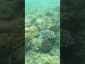 奄美大島の普通の海水浴で出会った魚達