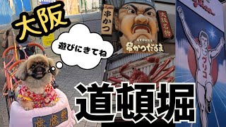 【大阪グルメ】観光に行く人必見!!愛犬と道頓堀を歩きます。