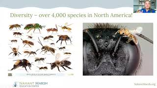 Taking Action for Native Bees