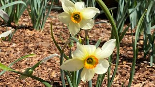 Spring Cleaning The Fragrant White Garden // April 2026