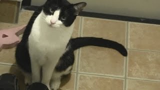 猫あるある♪ とってこいをする猫- Cat fetch -