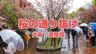 大阪・造幣局 桜の通り抜け（2023年4月7日）