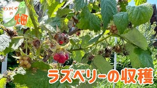 ラズベリーの収穫をしました！最近の実の悩み