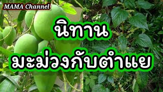 ขอถามตำแย #ลุงพล​ #บ้านกกกอก​ #EP339