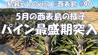 【西表島での日常】５月の島の様子/ピーチパイン/Iriomote Island