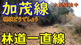 【林道一直線】　千葉　林道　加茂線