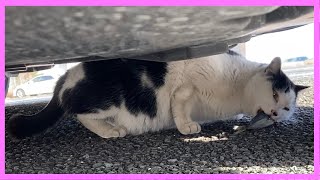 車の下で新鮮な魚を美味しそうに食べる野良猫 “A stray cat eats fresh fish deliciously under the car”