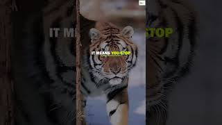 🐆Leopard Attitude😎..🔥LETTING GO#MOTIVATIONAL QUOTES#MOTIVATIONAL STATUS VIDEOS #VIRAL#SHORTS