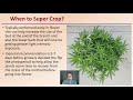 super cropping pruning method for cannabis production