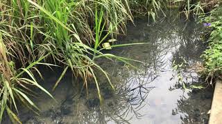 Orthetrum sabina s. et Crocothemis servilia s.