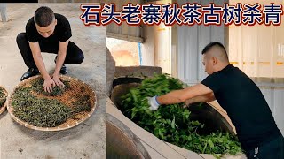 石头老寨秋茶古树5公斤鲜叶，普洱文手工杀青揉捻，理条后晾晒！