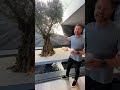 150y/o Olive Tree Inside $54M Mansion🤯