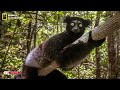 indri the largest lemur in the forests of madagascar