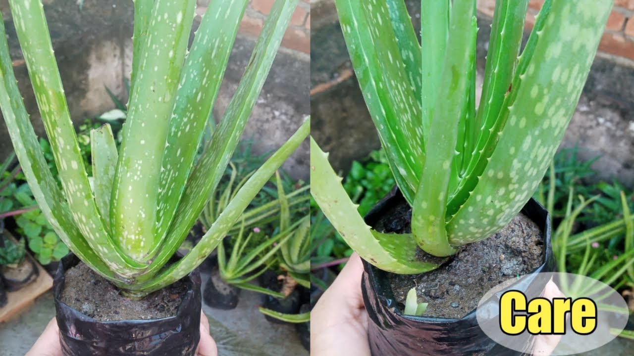 How To Care Aloe Vera Plant At Home - YouTube