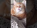 精一杯振り絞った声で……｜peco 茶トラ白 猫 睡魔 眠気 猫動画 猫のいる暮らし sleepy redtabbywhite cat catlover catvideos