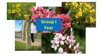 Bach Flower Therapy Online Course. Bach essences, Group I - Fear