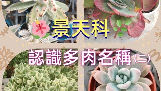 (多肉名稱)x景天科(二)x一起來認識眾多的肉肉們 #succulent #多肉植物 #多肉紹介 #多肉 #景天科