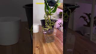 Orchids Repotting While Blooming? #orchids #orchid #thegreenearth