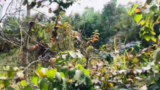 Sylhet Bound Intercity Train 709/Up Passing Srimangal Tea Garden