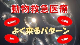 【動物救急】動物救急医療に来る患者さんのよくあるパターン［予防 × 獣医］