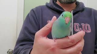 turquoise parrotlet