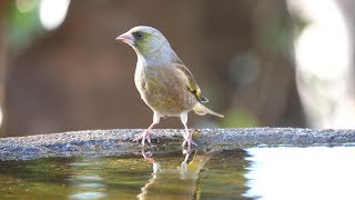 権現山バードサンクチュアリのオオカワラヒワ　その４（4K60P動画）