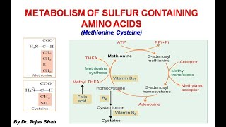 Metabolism of sulfur containing amino acids II Methionine, Cysteine II Biochemistry II Dr Tejas Shah