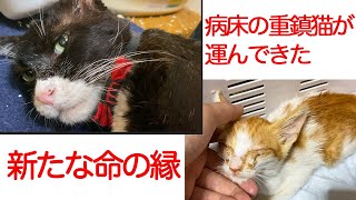 病床の重鎮猫、新たな命の縁を運ぶ  The legendary boss cat 'Yongo/Kuro' Ep.27