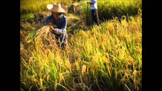 ธรรมนูญสุขภาพ